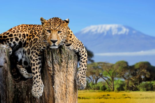 Afryka dzika - Kilimandżaro, safari i Zanzibar.jpg